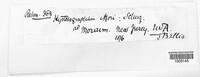Hysterobrevium mori image